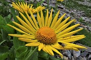 Passi e laghi della conca del Calvi con Monte Reseda il 26 luglio 2018- FOTOGALLERY